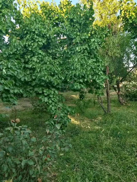 Məskunlaşdırma tikintisi üçün torpaq Ptqni şəhərində