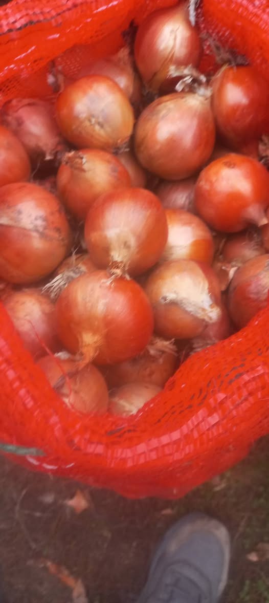 Satılır soğan. Qiyməti 1 lari