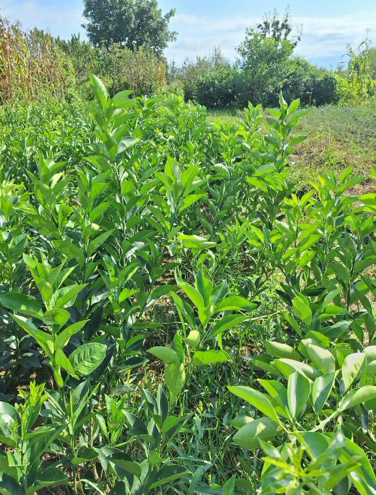 Mandarin in September - earliest Washington