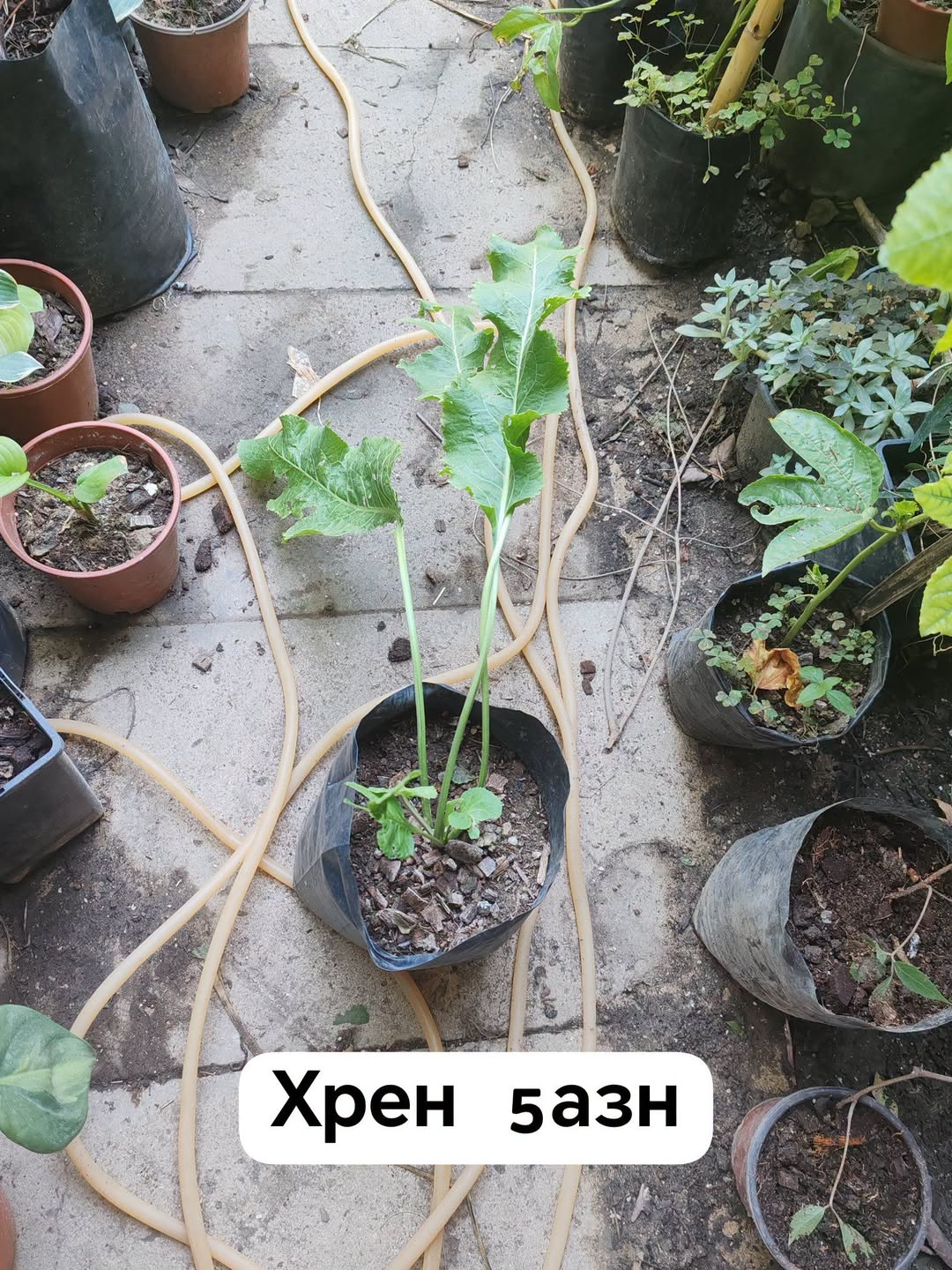 хрен соседи кто спрашивал про посаженные — 5₼