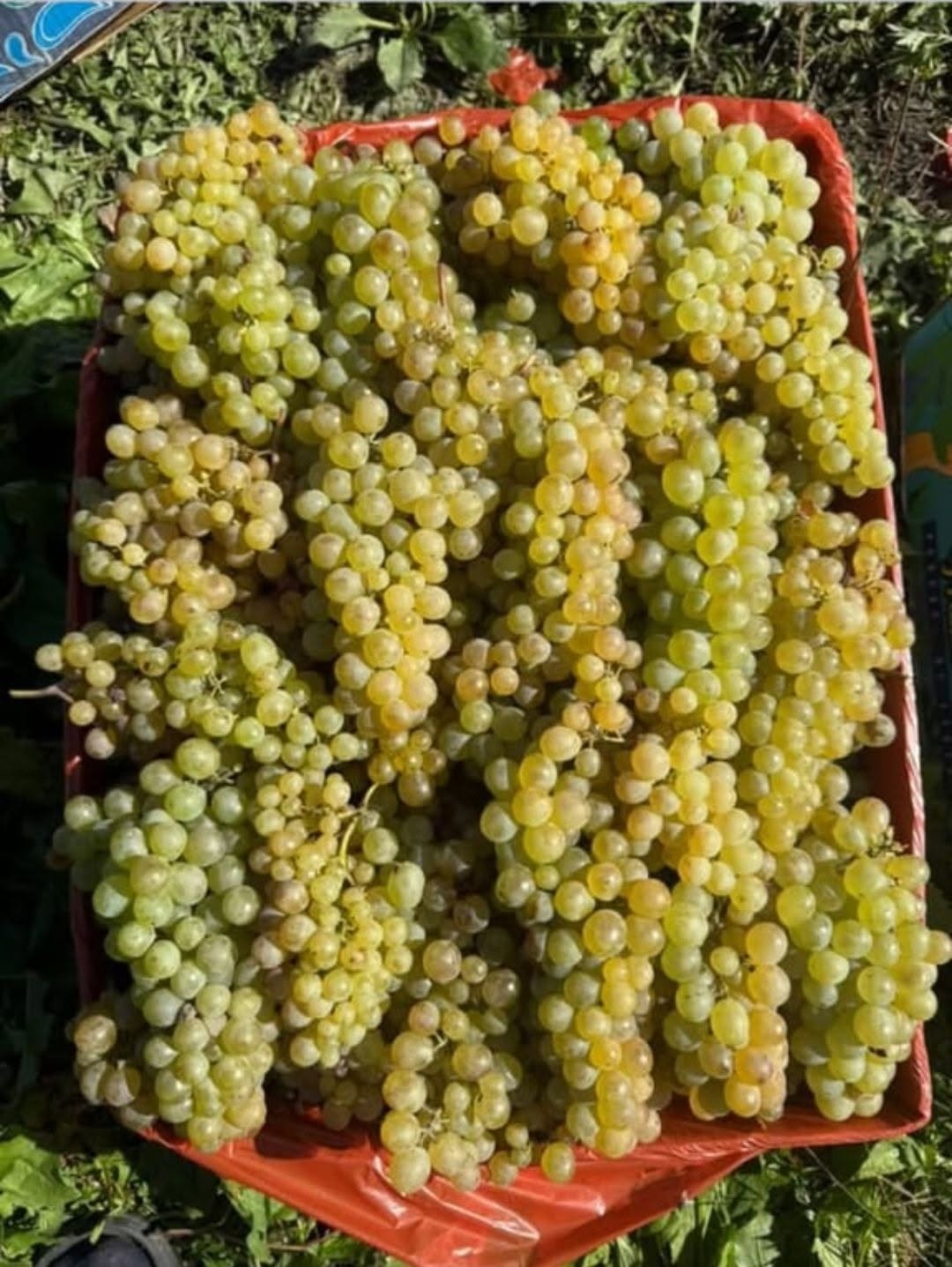 Վաճառվում է խաղող