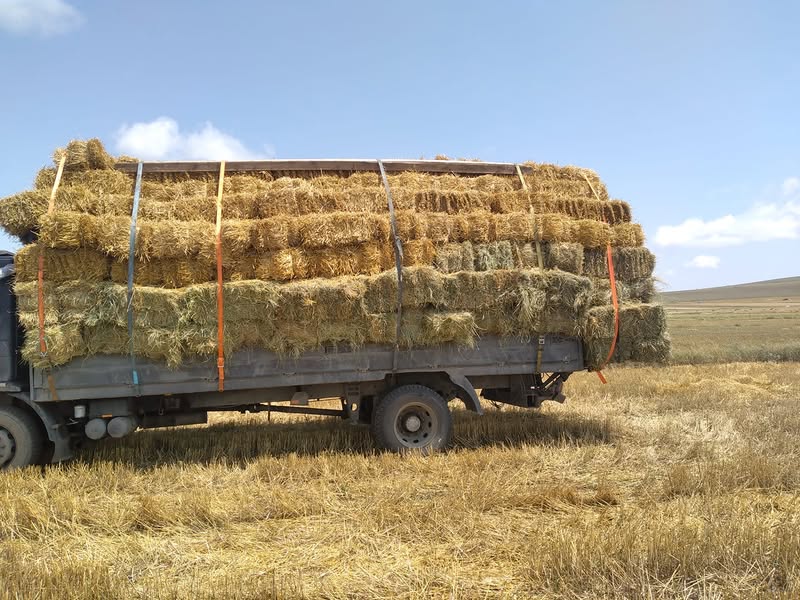 Zestafonda 130 adet iyoncu kalitesinde var