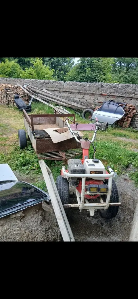 Acil olarak satılık, fiyatlarıyla birlikte inek ve manda vardır