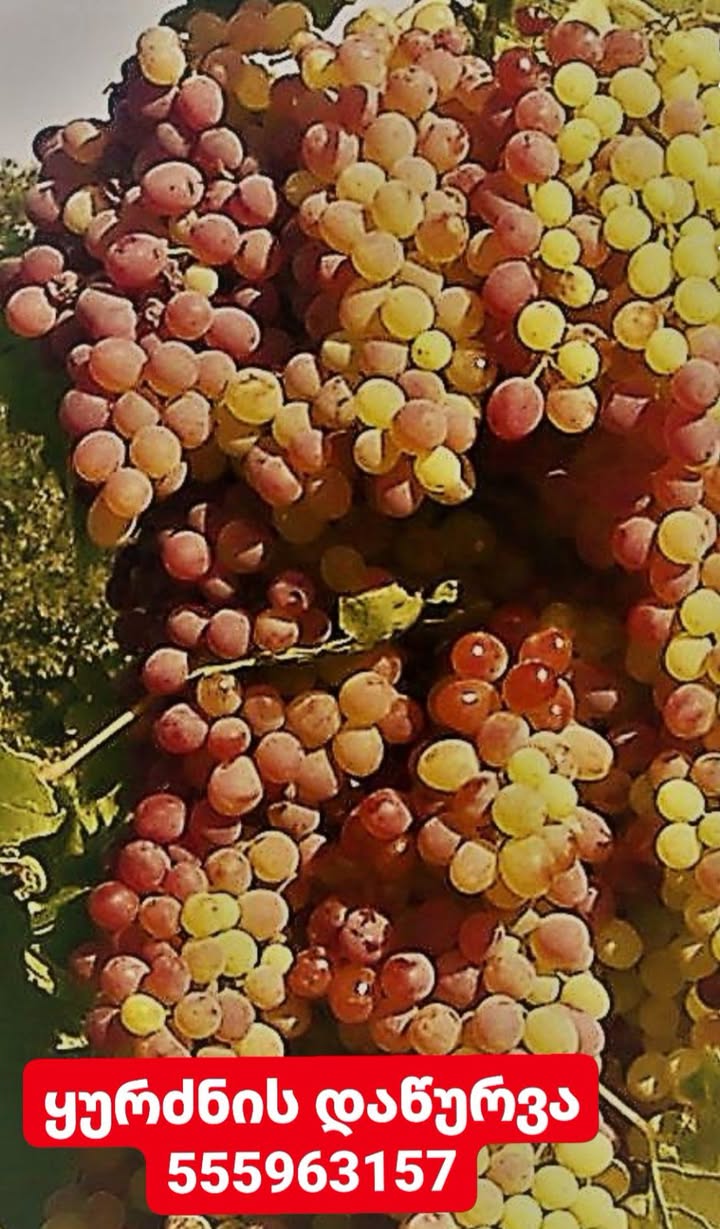 Grape harvest 2026