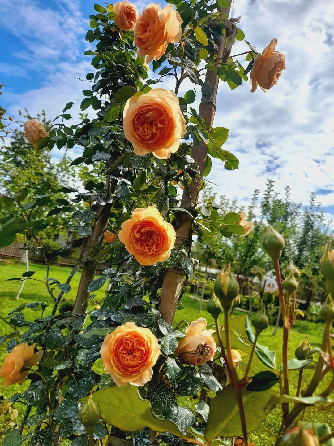Ostinin qızılgülləri "Princess Margarita" - 20₾
