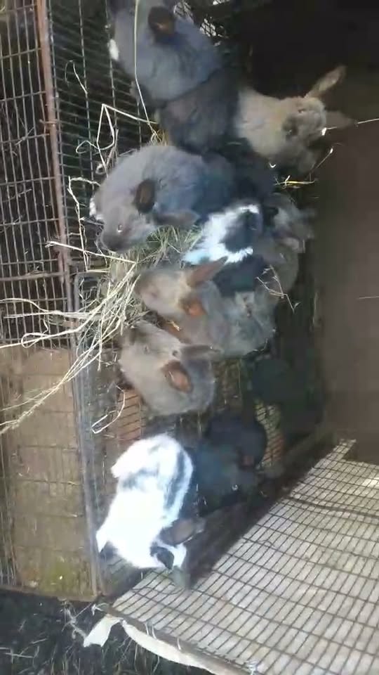 Ավտոմոբիլ