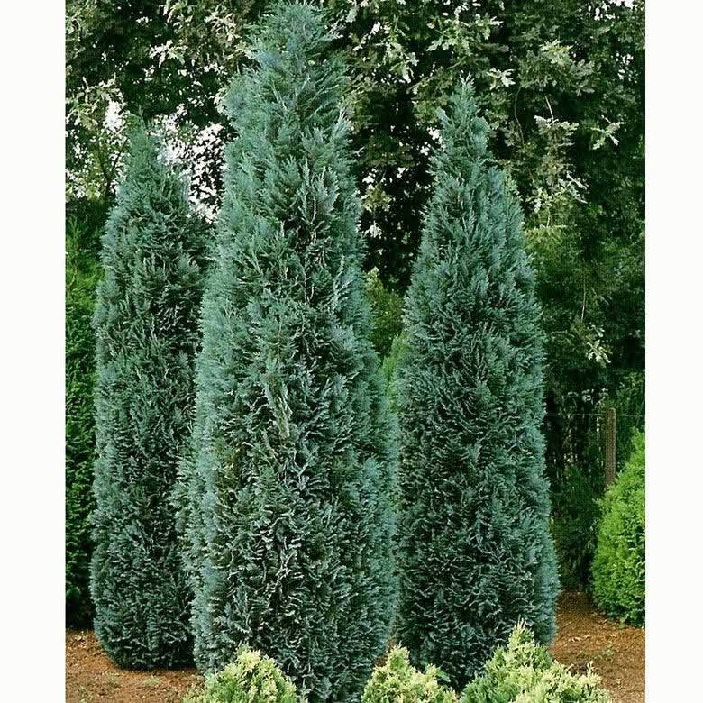Хамерципарис Лоусона (Chamaecyparis lawsoniana) растет столбиками…