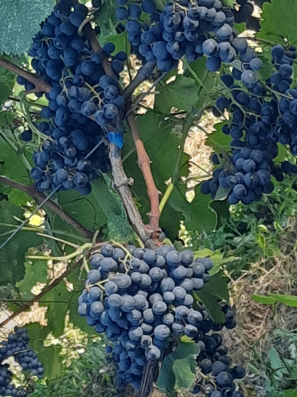 Şəxsən mən Sığnaq rayonu üçün cavab verəcəyəm — 1.3$