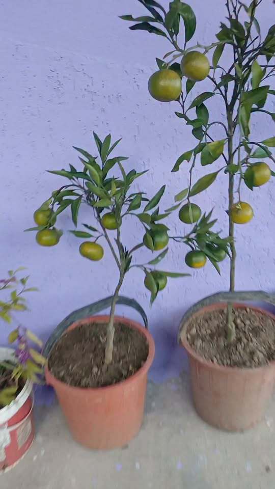 Վաճառքի համար մնացած բոլոր ապրանքները տեղում են 📲
