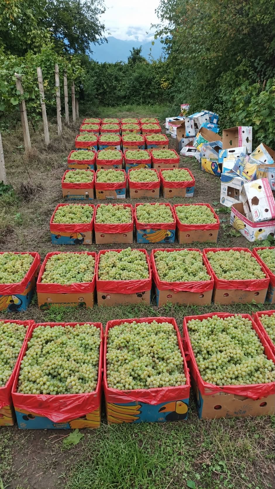 Gurcistan'ın Gurjaani köyü olan Şaşiani. Şekerli 22 ev teslimi ile - 1.6₾