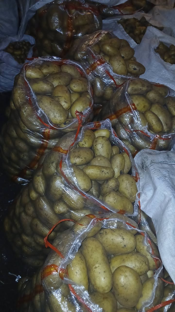 Sarıpatates Super Market'te Ahalkalak, Arizona'da sarı patates satılıyor - 0.9₾
