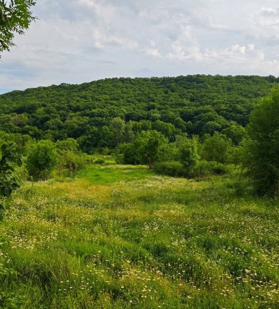 Torpaq sahəsi, Tbilisi
