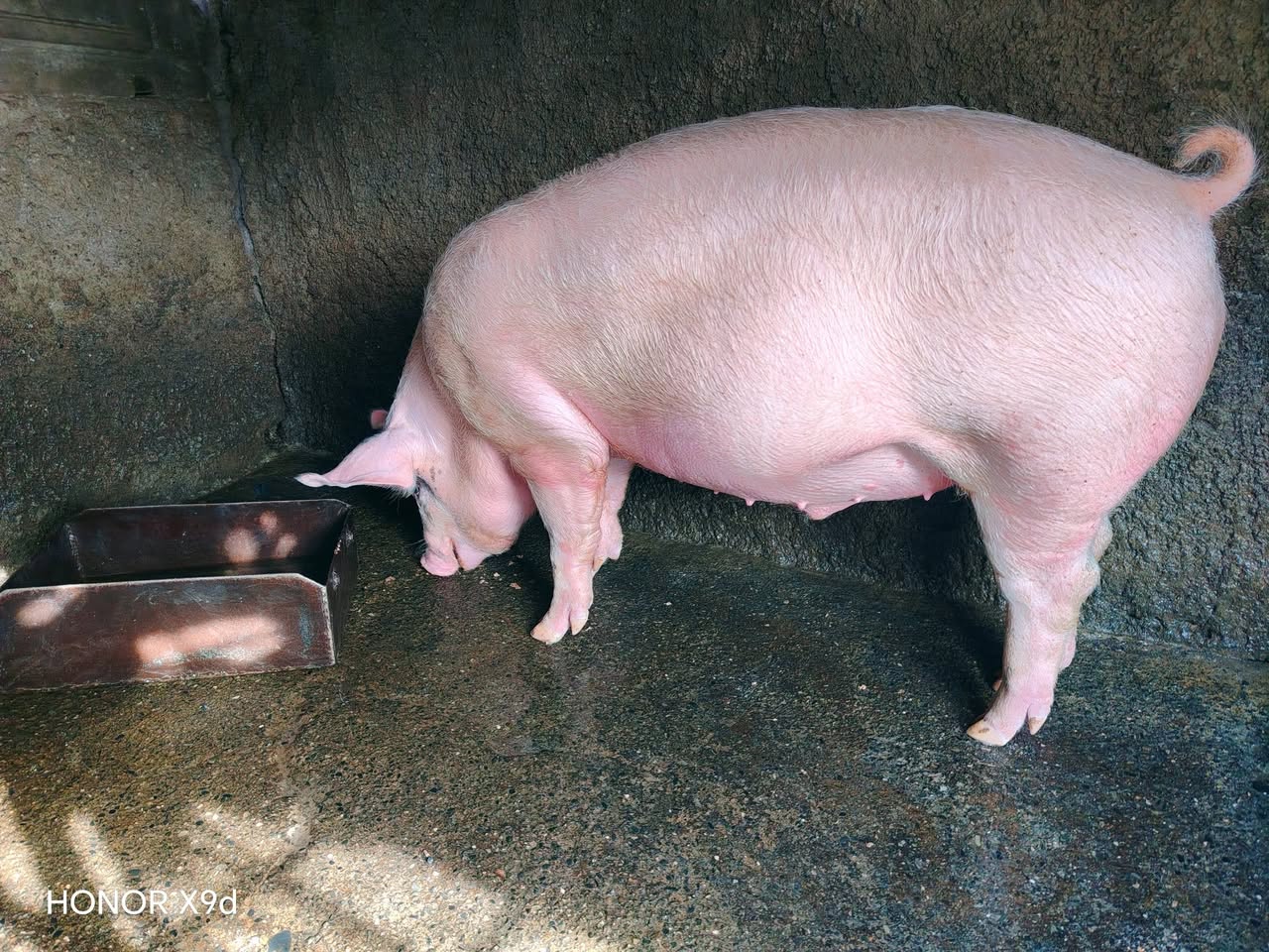 In Nagodekhi a pig is sold for 80-90 kilos, on wheat and corn