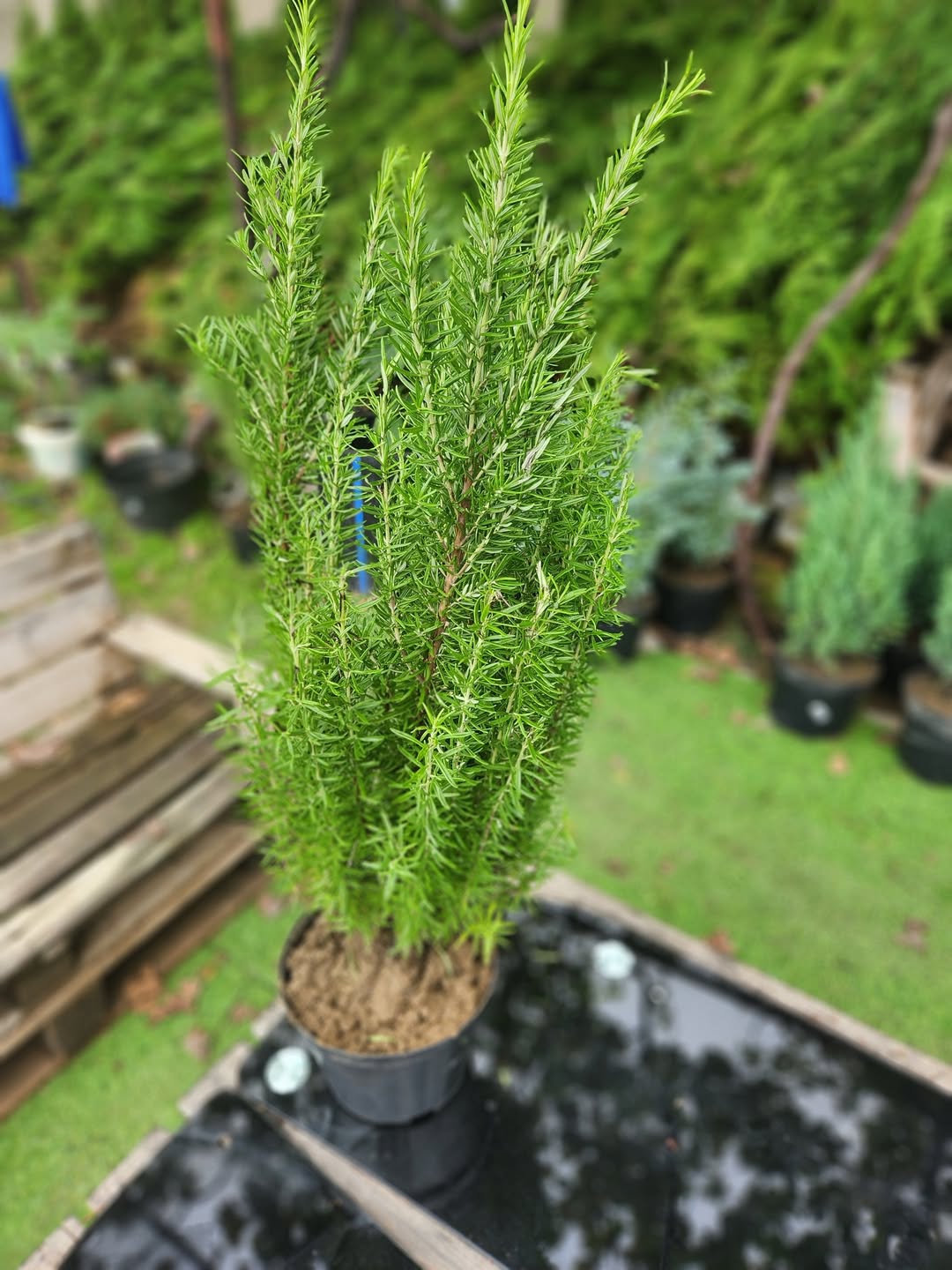 Rosemary, 80 cm, 3 years old plant