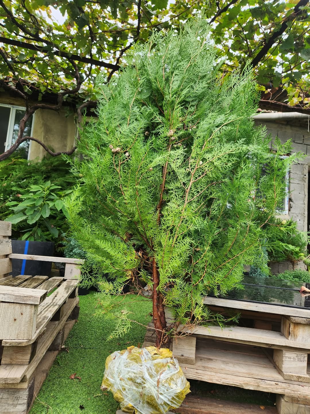 Hasarın tuyası 🌲 Ölçü: 1.70 metr Qiymət: 20