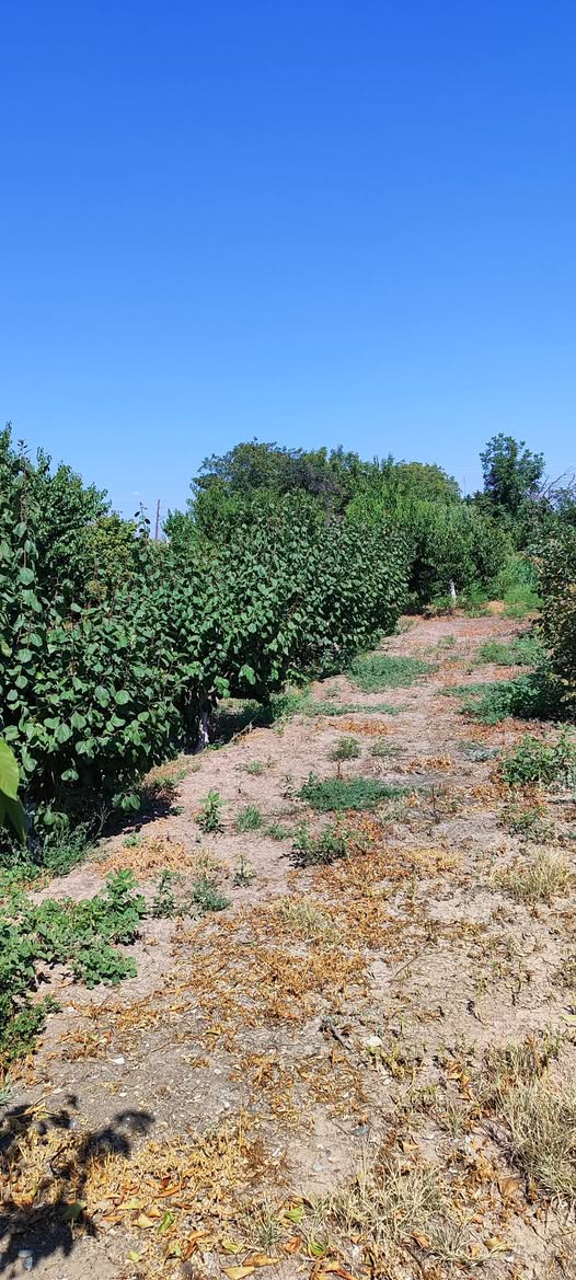 Arazi, Armavir — $37,000