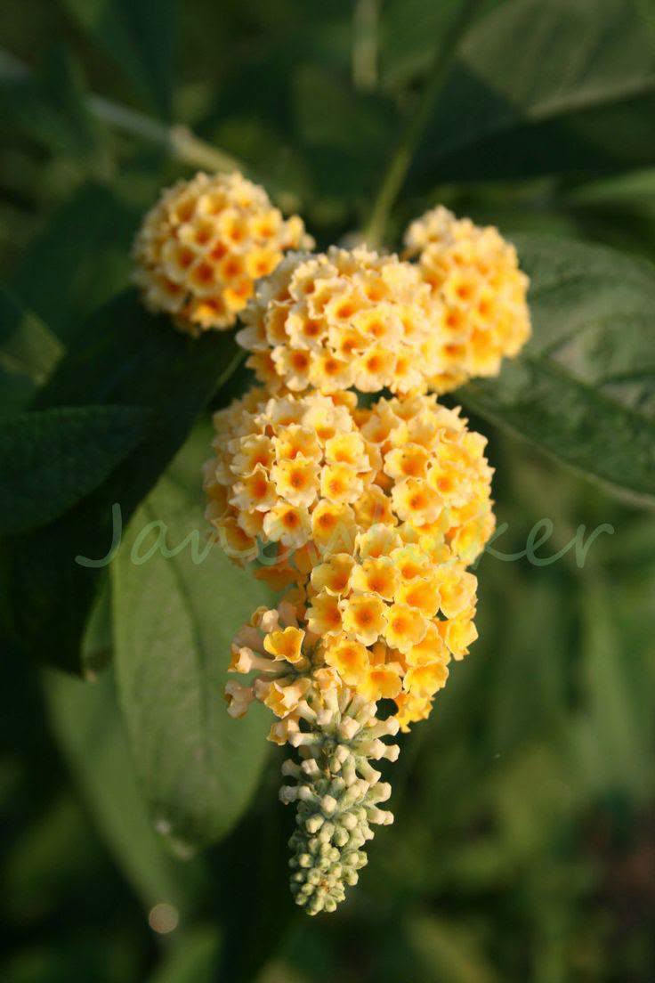 💛 Sarı budlei beberapa fidanım var — 20₾
