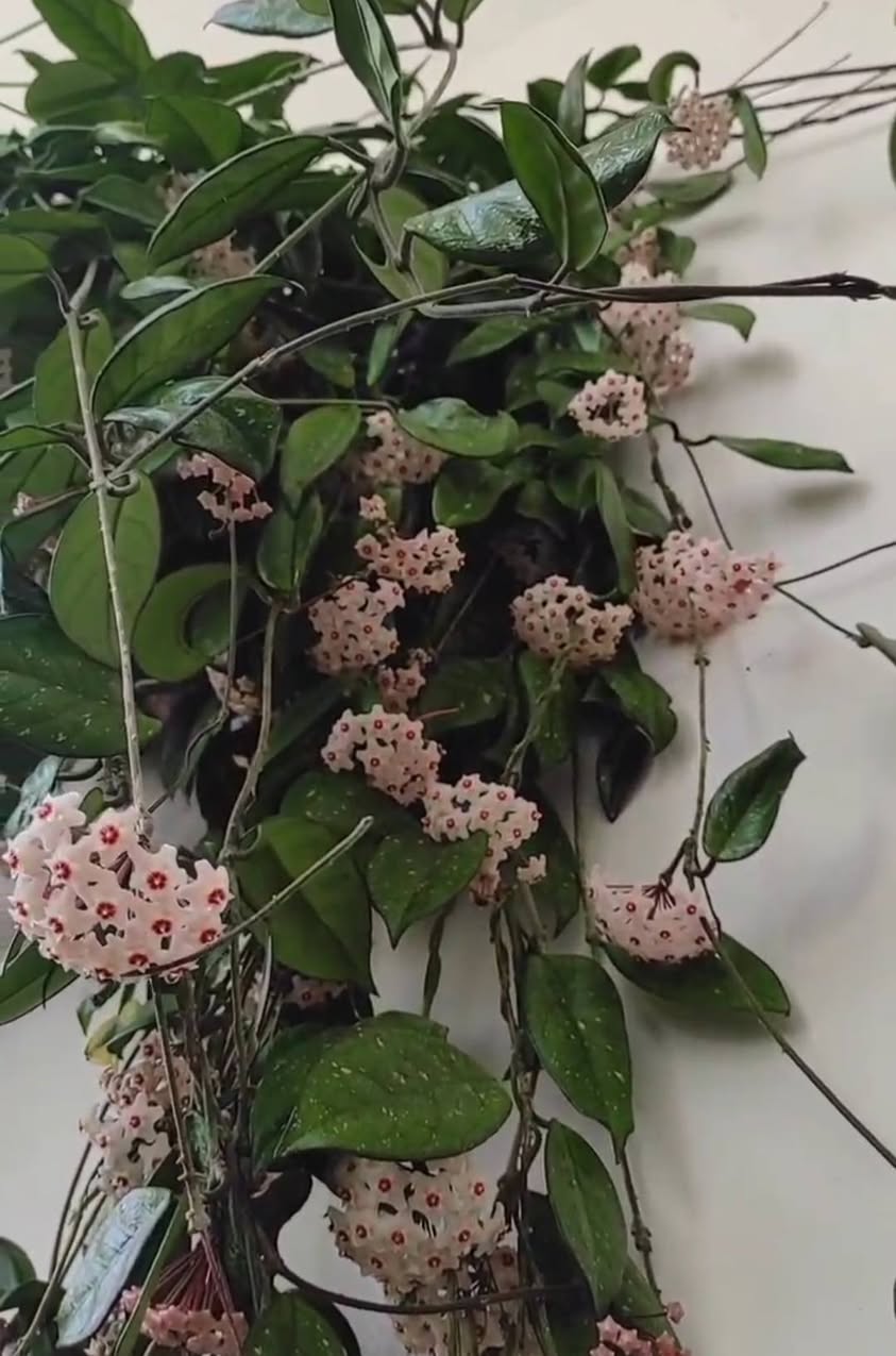 Hoya bitkisinin balaları satılır