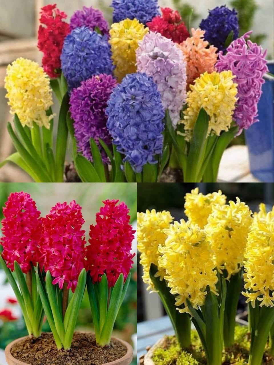 German Hyacinth bulbs, multicolored
