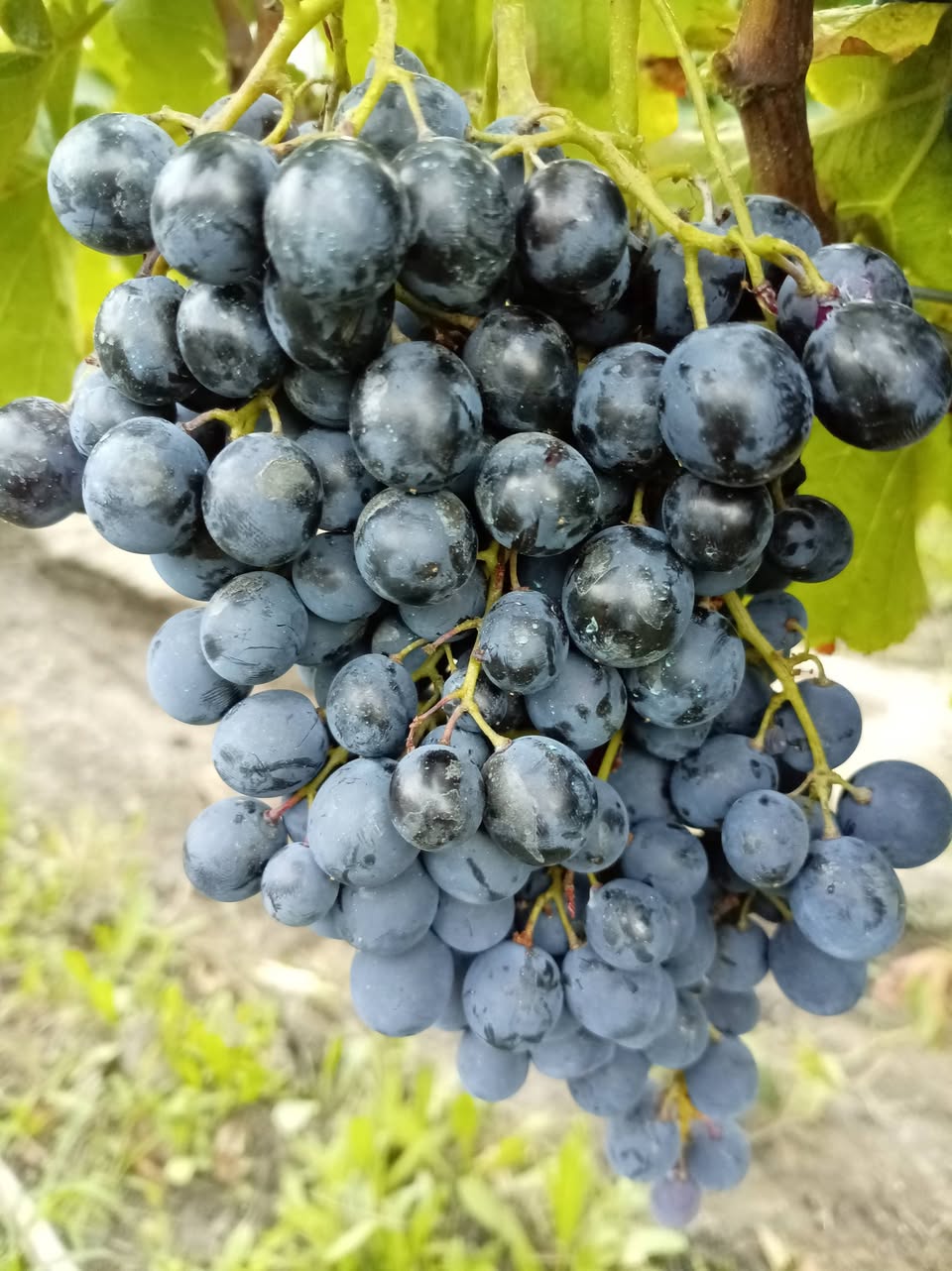 Yarın bizim bio saperavimiz toplanacak - 1.8₾