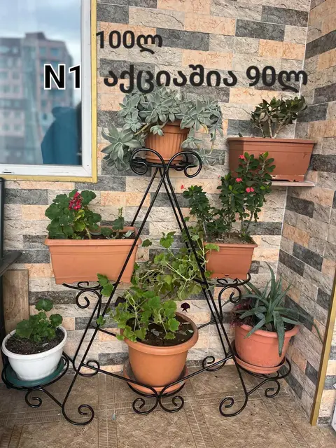 ქოთნის მცენარეები მეტალის სადგამზე