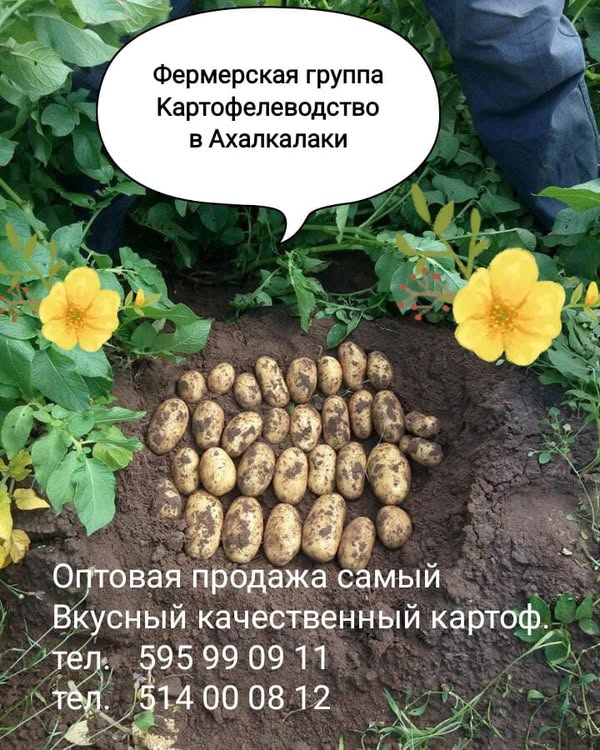 Toptan patates, Akhalkalaki