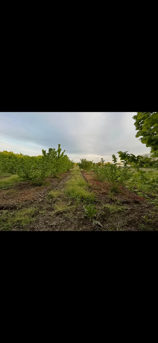 Երկրամաս, Թբիլիսի