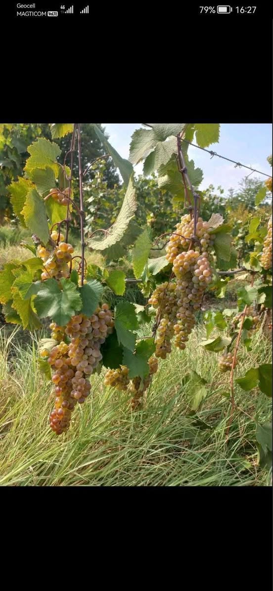 For sale in the village of Manavi 2 tons of the best quality - 1.3₾