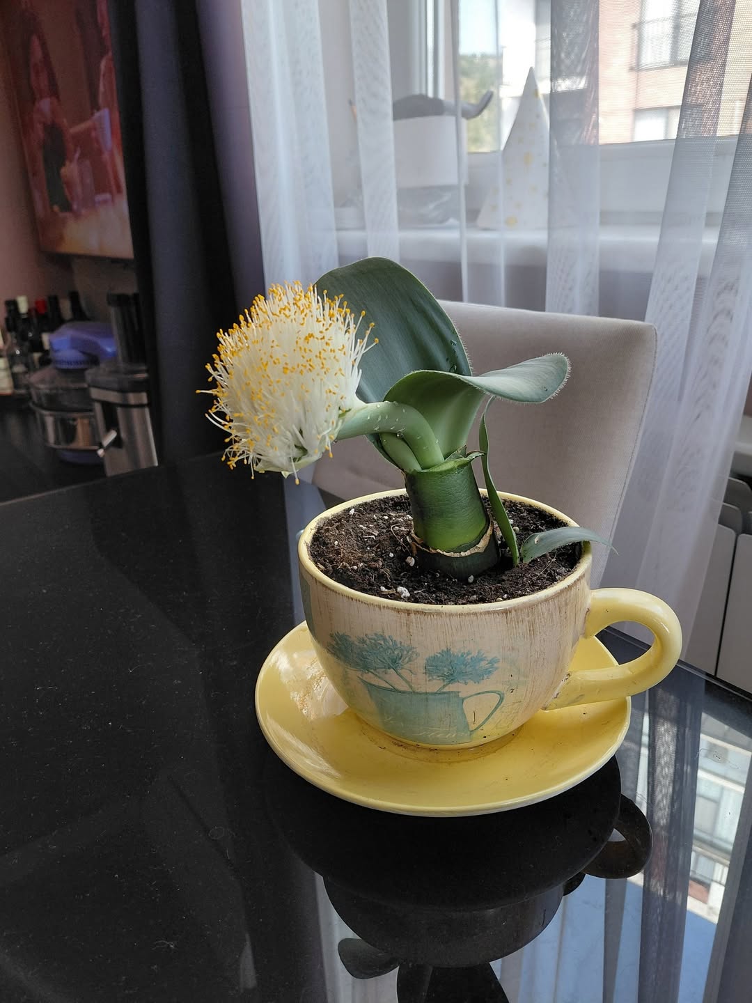 A white plant is blooming in the coffee cup