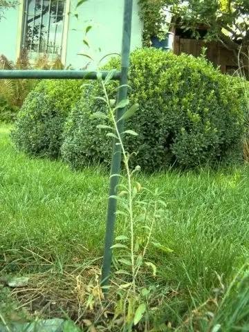 TİBET YEMİŞİ (GOJI BERRY) besin değeri yüksek bir meyvedir