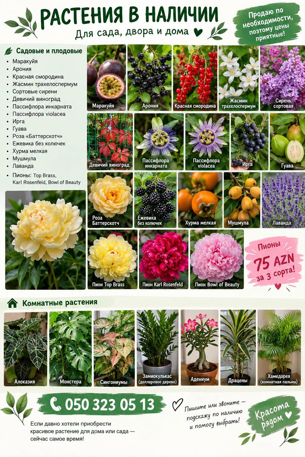 🌿 მცენარეები ხელმისაწვდომია 🌿 ვყიდი — 75₼