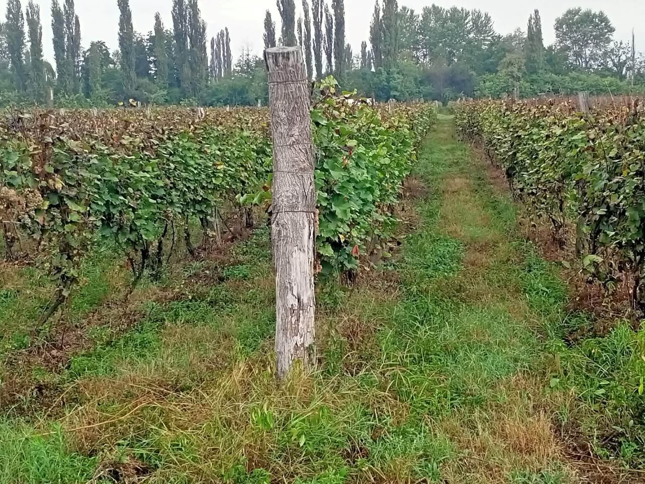 arazi parçası, Kvareli