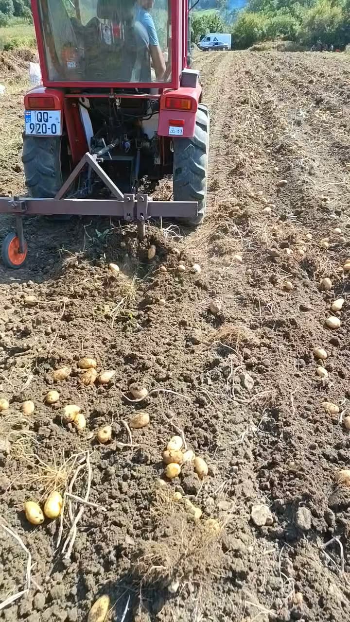 Potatoes Estrela da Pikaso, Xashuri
