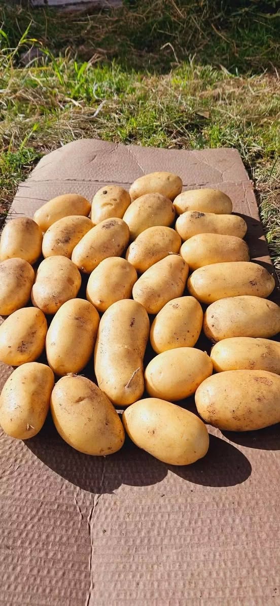 🔥🥔📞 Nika mənə Axalkalakı kartofelini gətirir — 1.5₾