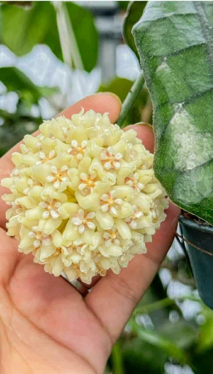 ჰოია (Hoya) მცენარე, ყვავილობს