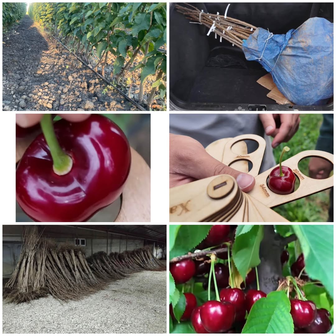 Բոլոր տեսակի մրգերի ծառերի վաճառք, սակայն գիլաս: