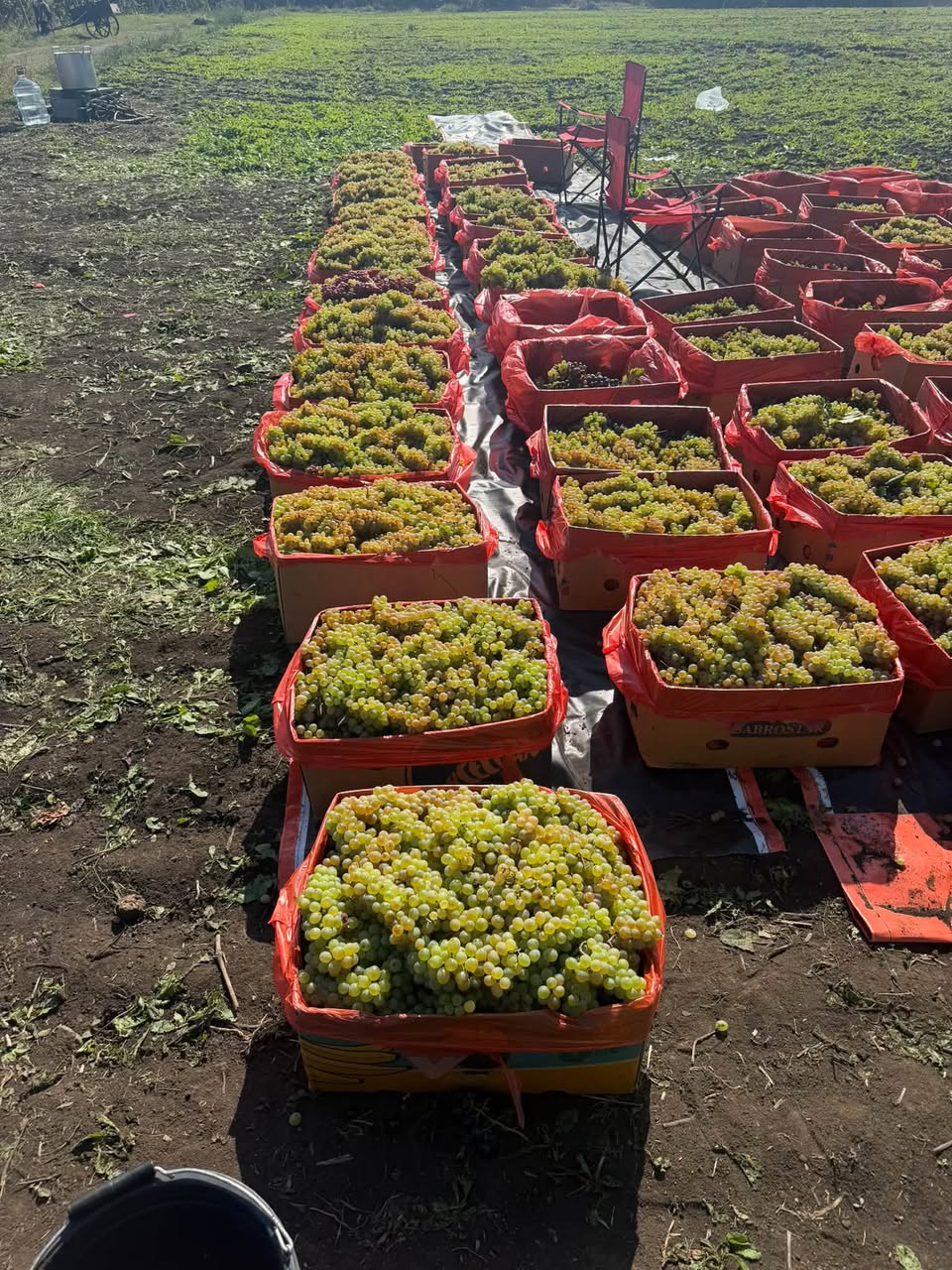 Ինձ մնացել է 400 կիլո կարմիր պղպեղ: