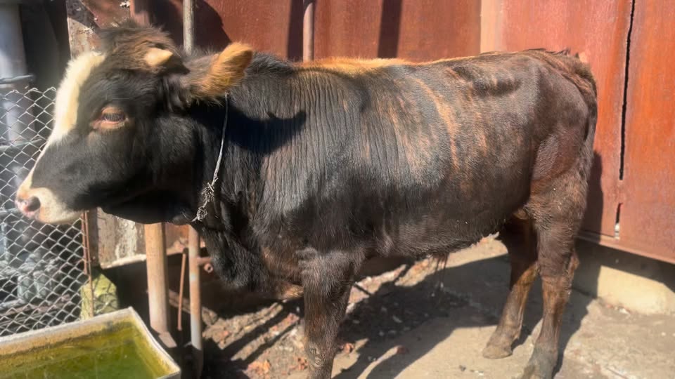 Simental hybrid bull for sale, weight 250 kg