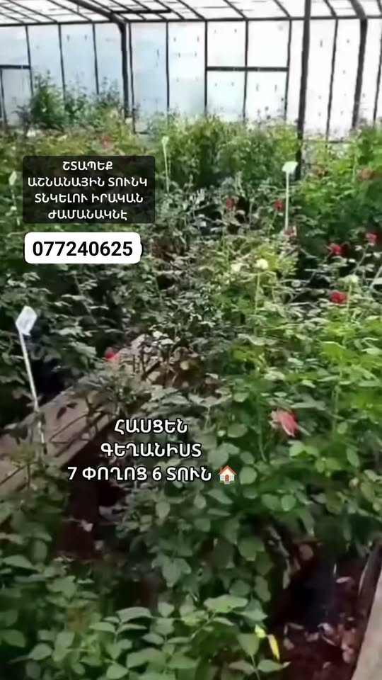 ПРОДАЮТСЯ МАКУЛЯТУРНЫЕ ГОЛЛАНДСКИЕ КРОВЛЯ С ЕВРОПЫ $2000 iPhone 12 64GB  BMW