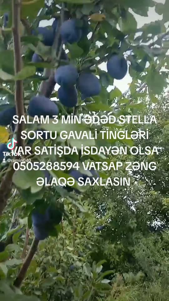 Ստելլա գավաթներ, 3000 հատ