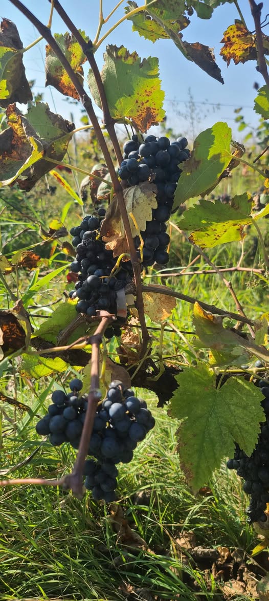 I have Saperavi wine for sale, 24 gradus, price — 1.5₾