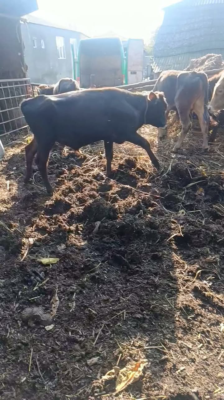 9 Mozveri Super breeds are for sale