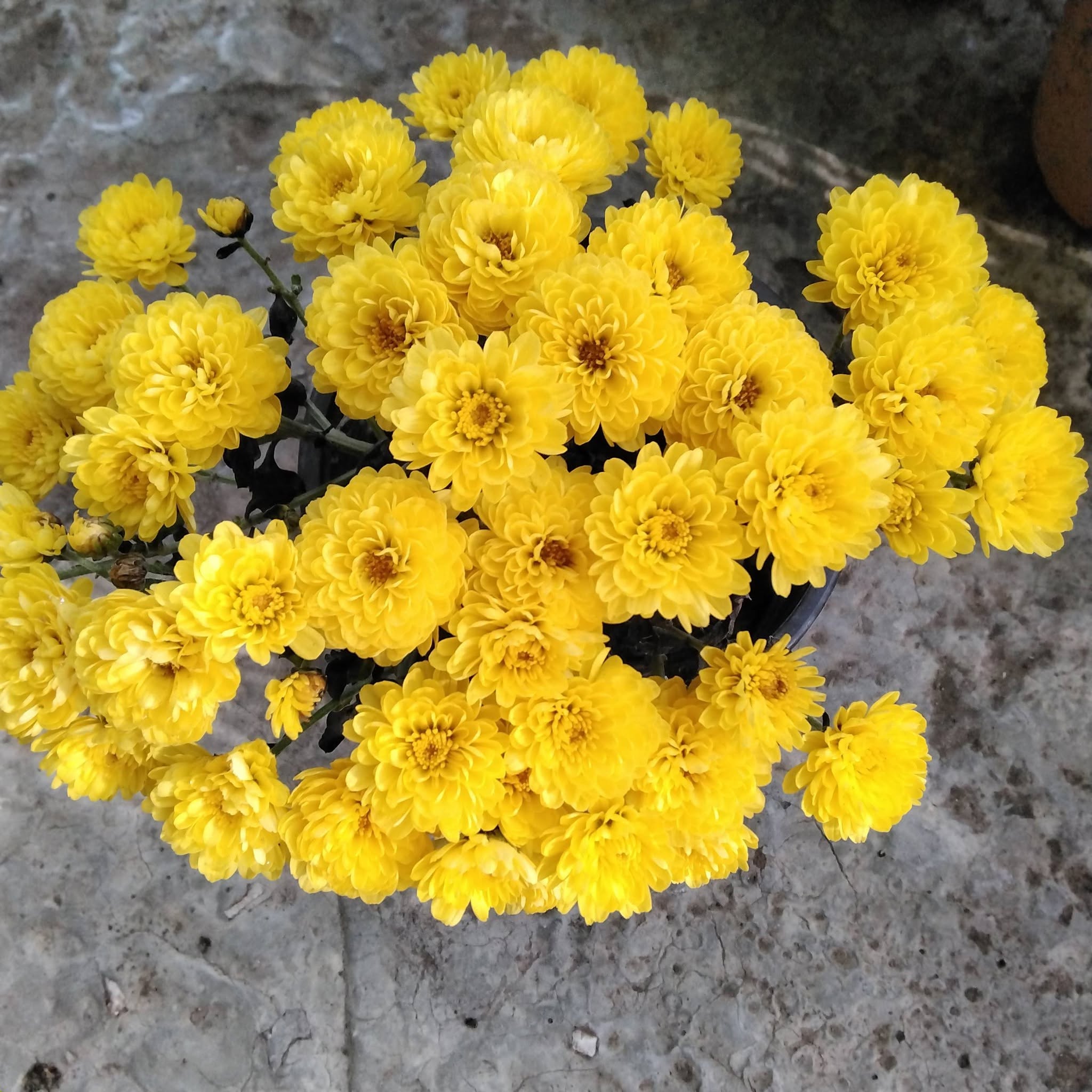 Si satılır, Multiflora aşağı dərəcəli zanbaq növləri güllərdə — 12₾