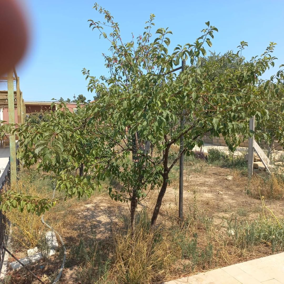 Բնակարան / Վիլլա — 190,000₼