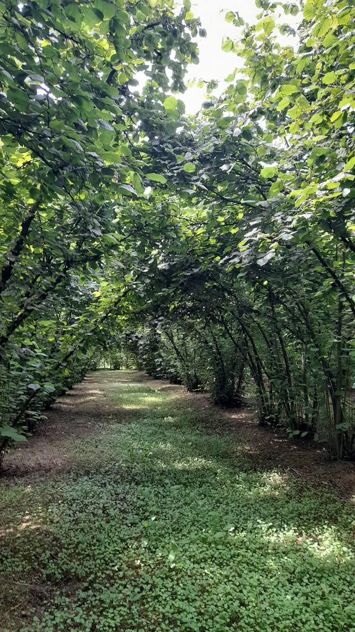 Toprak Parçası, Zugdidi