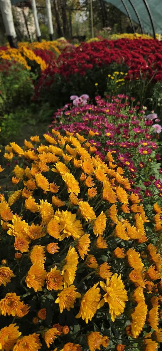 Cüclər Multiflora xrizantemlər Qvareldə