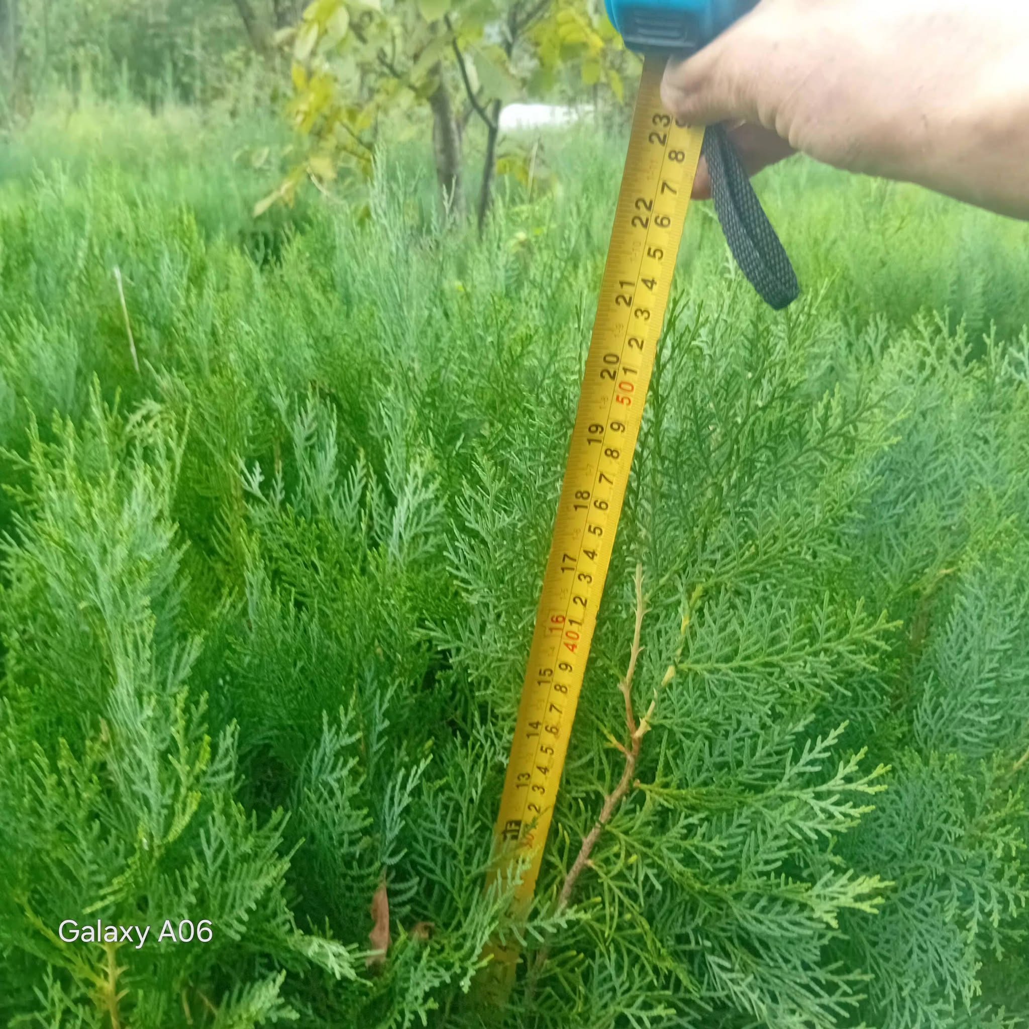 For sale compact hedge thuja seedlings 50 - 1₾