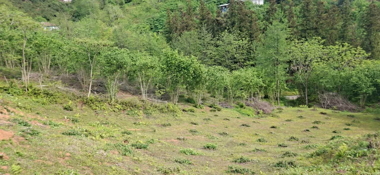 Arazi Parçası, Batum — $37