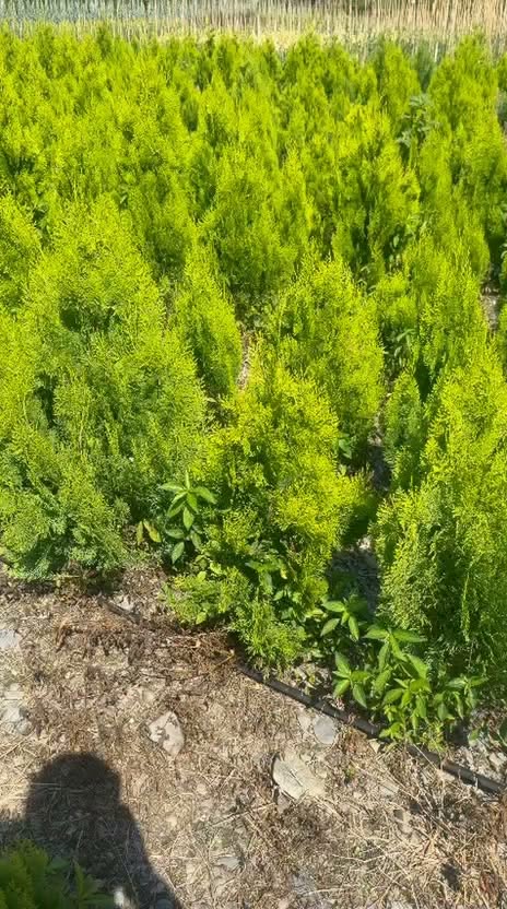 Green decorative and hedge tuia (compact and border) — 15₾