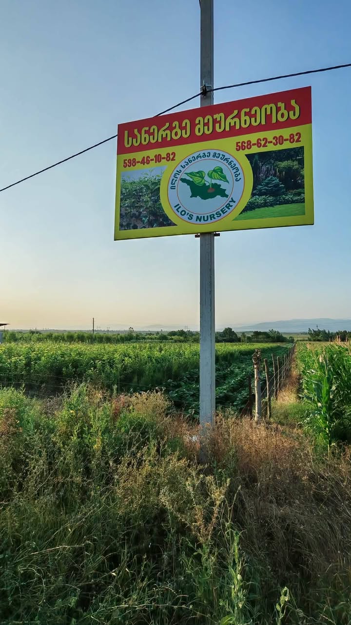 Salam, İlos bağından meyvəçiliklə başlayaraq
